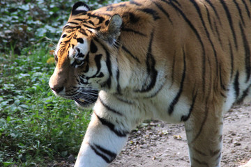 Siberian tiger