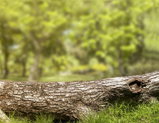 Piece of log wood in the forest on green grass.
