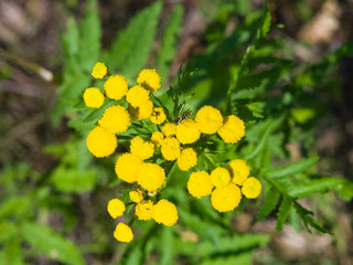 Blooming common tansy or tanacetum vulgare, golden buttons, macro, selective focus, shallow DOF