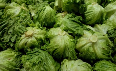 Group of green cabbage in market