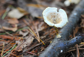 Mushroom in deep forest