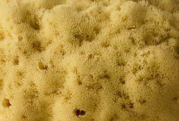 Texture of a natural sea sponge