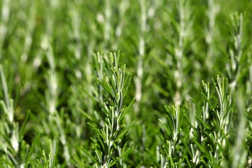Rosemary (Rosmarinus officinalis) branches