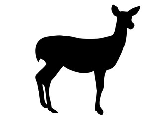 isolated silhouette of a deer