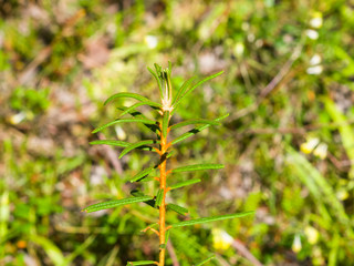 Marsh Labrador tea, Rhododendron tomentosum Ledum palustre, leaves on stem, close-up, selective focus, shallow DOF