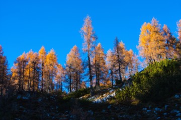 Autumn in mountains near 7 lakes in Slovenia, Beaufitul trees and forest.