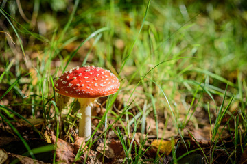 Side view of a beautiful red fly agaric in the forrest floor