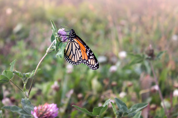 Monarch Butterfly 
