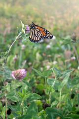 Monarch Butterfly 