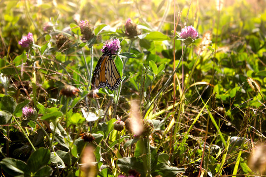 Monarch Butterfly 