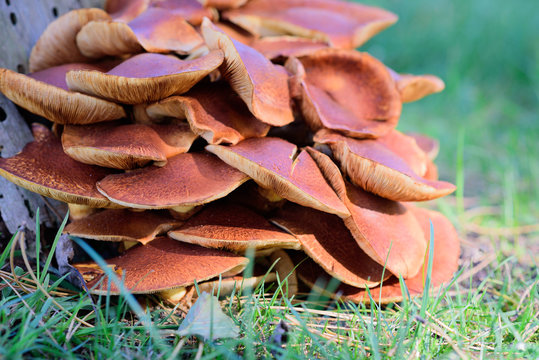 Big bunch of brown oister mushrooms