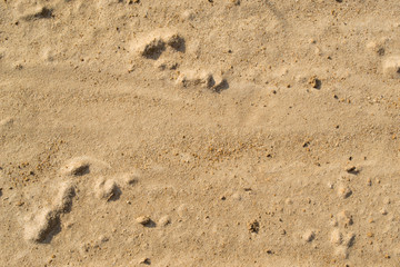 A background of sand and pieces of clay
