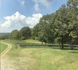 Fototapeta na wymiar Wineyard