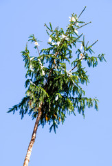 typical bavarian maypole