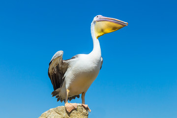 Great white pelican on the field against the blue sky.