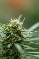 Naklejka na ściany i meble cannabis plant detail, Macro photography