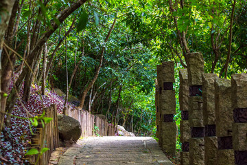 Concrete path, laid in the forest. Yalong Bay Tropic Paradise Forest Park, Hainan, China.