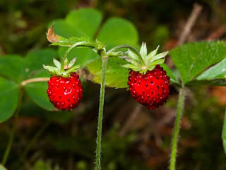Red Fragaria Or Wild Strawberry on branch with leaf macro, selective focus, shallow DOF