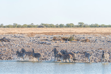 Fototapeta na wymiar Burchells zebras at a waterhole in Northern Namibia at sunset