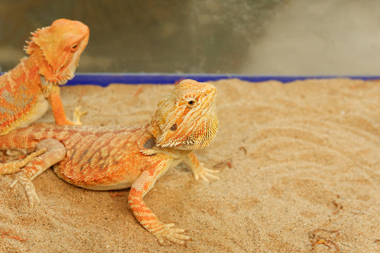 Pogona or Bearded dragon on sand