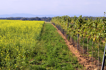 Fototapeta na wymiar Austria, Agriculture