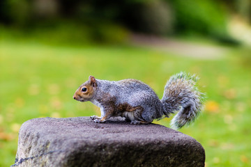 A squirrel stood on a rock