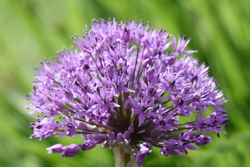Close-up on Purple Allium flowerhead