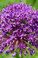 Close-up on Purple Allium flowerhead