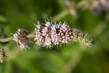 Horse Mint (Mentha longifolia)