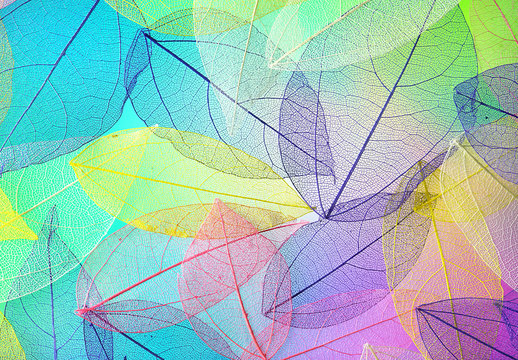 Fototapeta Many transparent silhouettes of skeleton leaves on multi-colored blue violet lilac and pink background. Floral pattern of beautiful leaves in nature macro.