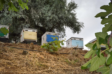 Several hives of different colors pose on tires