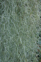  Tillandisia, Herunterhängende Pflanzentillsandia cactus, tillandisia, herunterhängend, pflanze, feld, beschaffenheit, lawn, sommer, abstrakt, frühling, wiese, hintergrund, auflösungszeichen, garden,