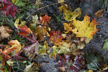 Herbst