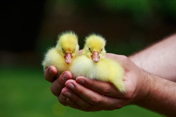 little yellow ducklings