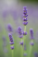 Lavendel