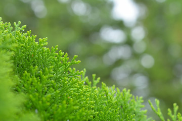 緑の葉　木漏れ日
