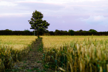 Fototapeta na wymiar Tree in a Wheat Field