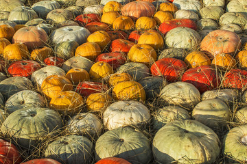 All colours of autumn. A large pile of red, white and orange pumpkins.