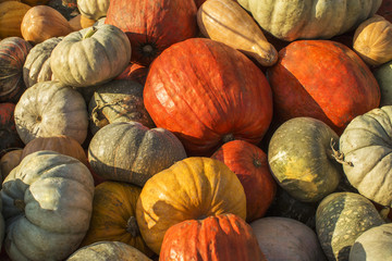 All colours of autumn. A large pile of red, white and orange pumpkins.