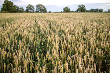 Wheat Field