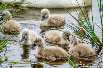 Cygnets