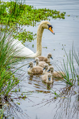 Swan and Cygnets