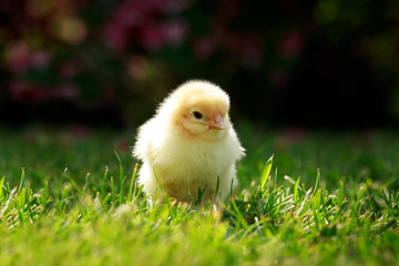 the little chicken
