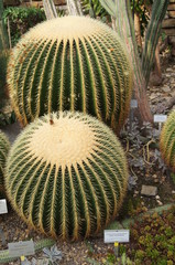 Schwiegermutterkaktus, Kaktus,cactuses, schwiegermutterkaktus, zwei kakteen, wüste, green, garden,...
