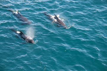 Fototapeta premium Long-finned Pilot Whales