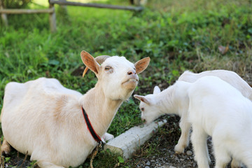 Obraz premium ヤギの親子