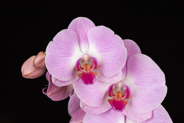 Pink Orchid