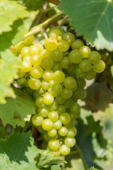 White grape on the grape tree