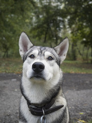 East Siberian Laika