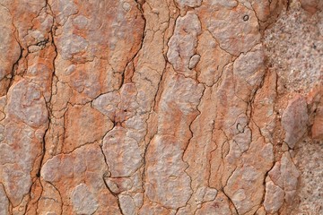 The surface of red nodular limestone